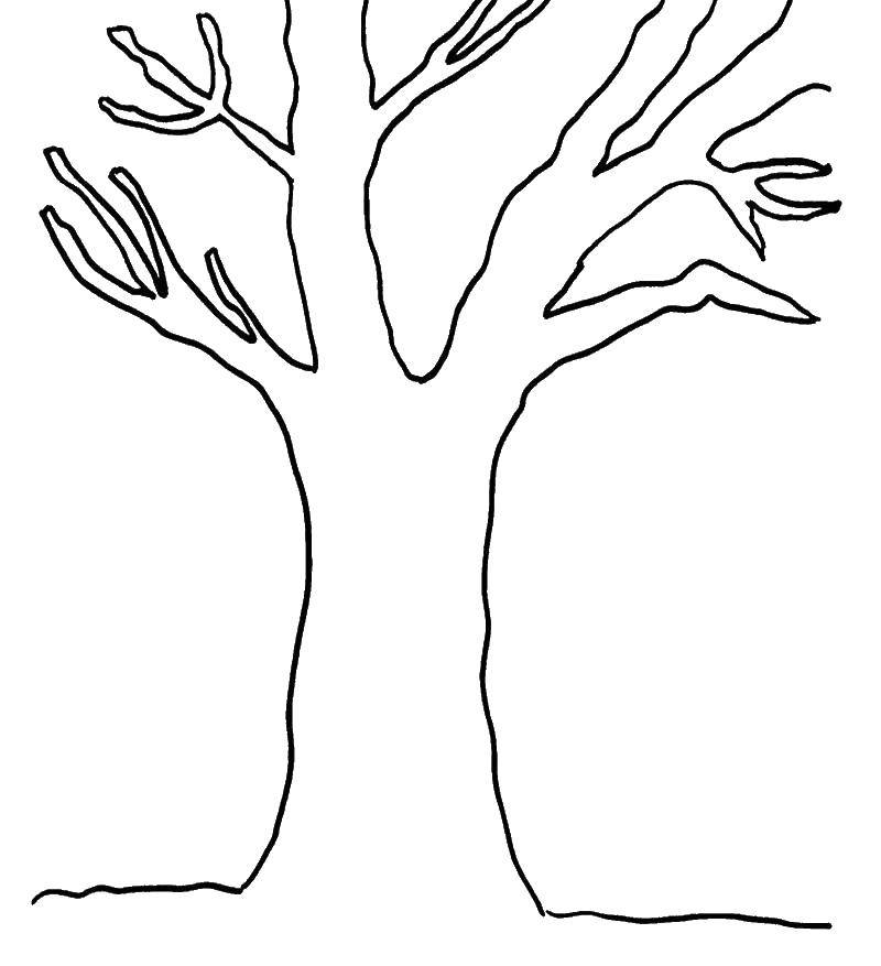 Название: Раскраска Контур дерева. Категория: дерево. Теги: контур дерева.