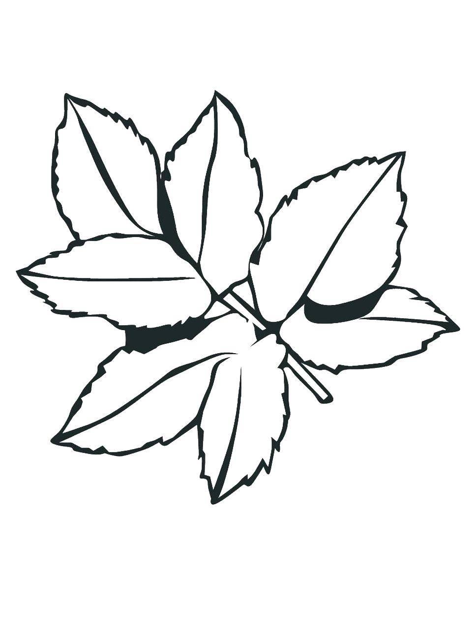 Название: Раскраска Листия каштан. Категория: дерево. Теги: листия каштан.