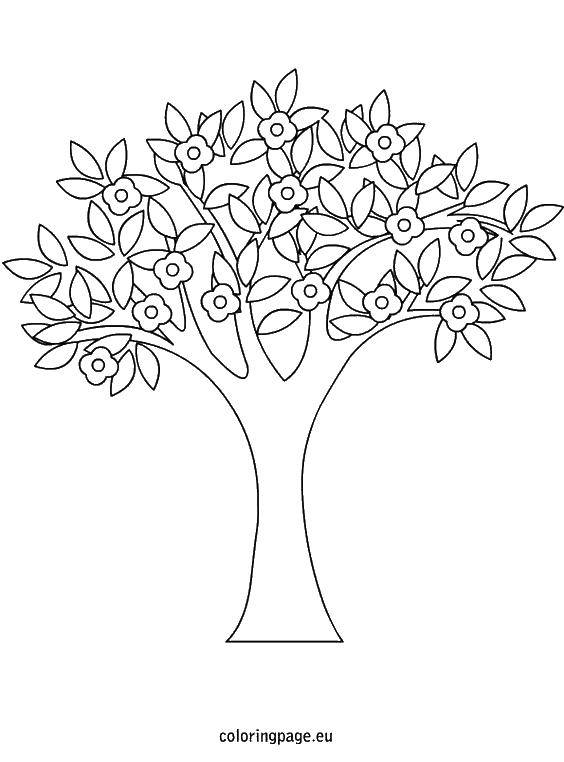 Coloring Flowering tree. Category tree. Tags:  flowering tree.