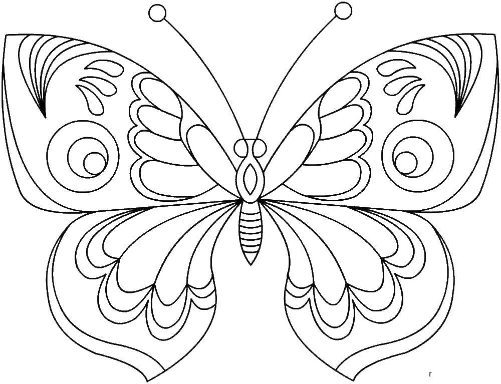 Название: Раскраска Бабочка. Категория: бабочки. Теги: бабочка.