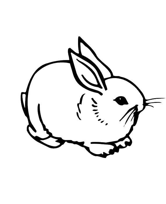 Название: Раскраска Кролик. Категория: кролик. Теги: кролик.