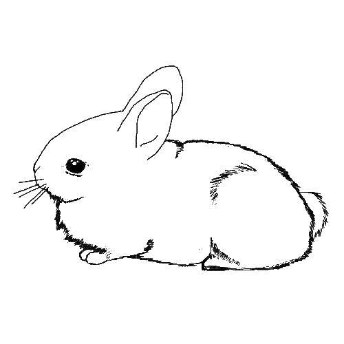 Название: Раскраска Веселый маленький кролик. Категория: кролик. Теги: кролик.