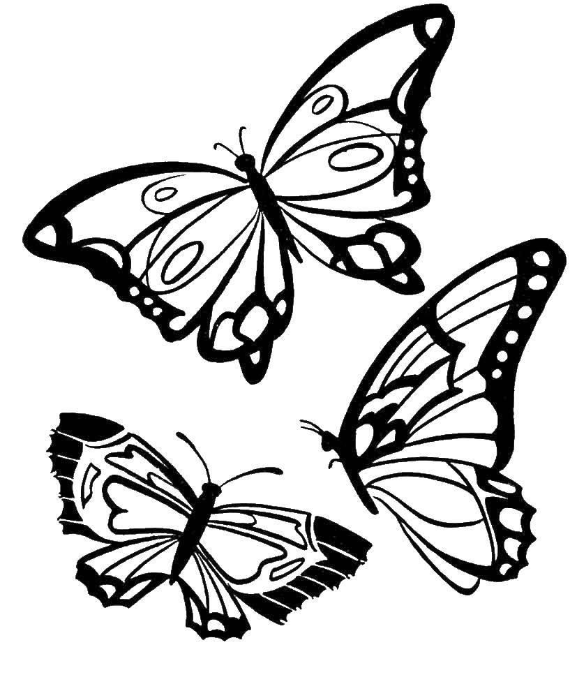 Название: Раскраска Бабочки летают. Категория: бабочки. Теги: бабочки.