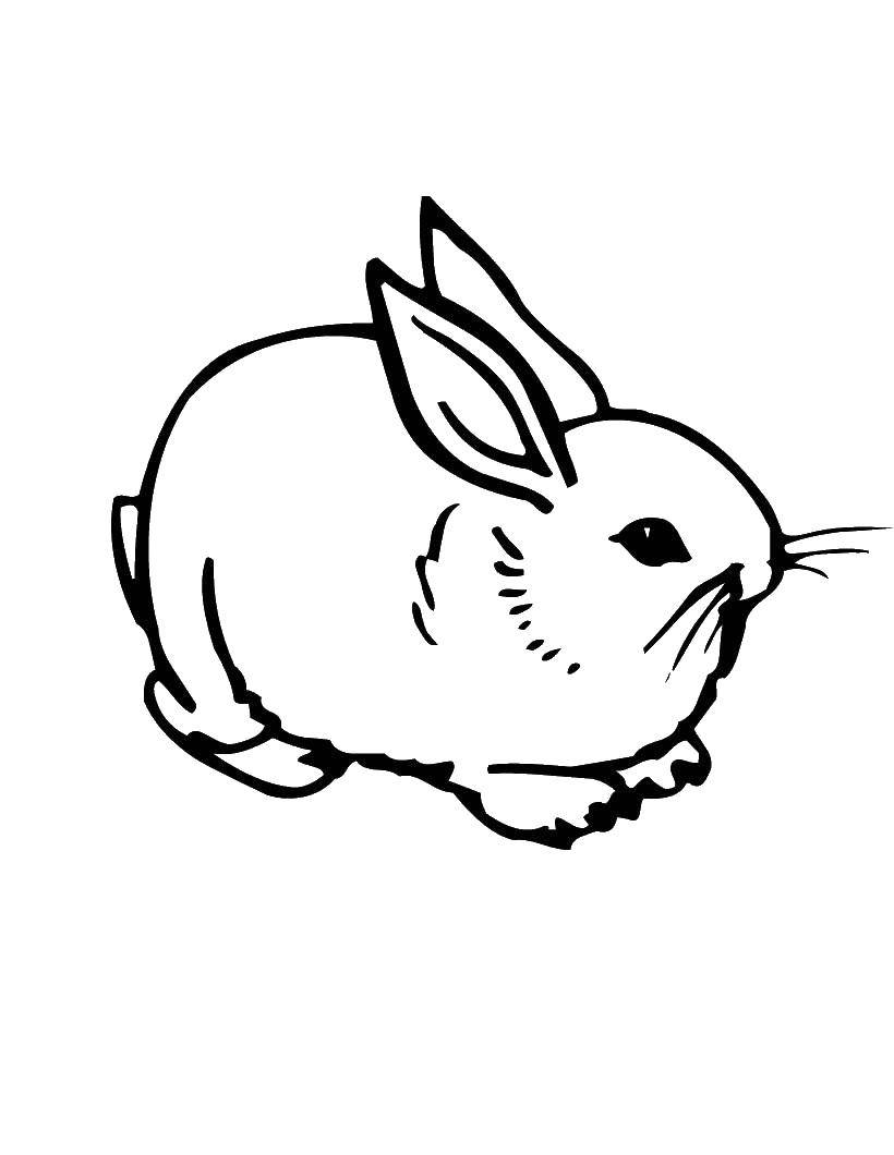 Coloring Rabbit. Category the rabbit. Tags:  Animals, Bunny.