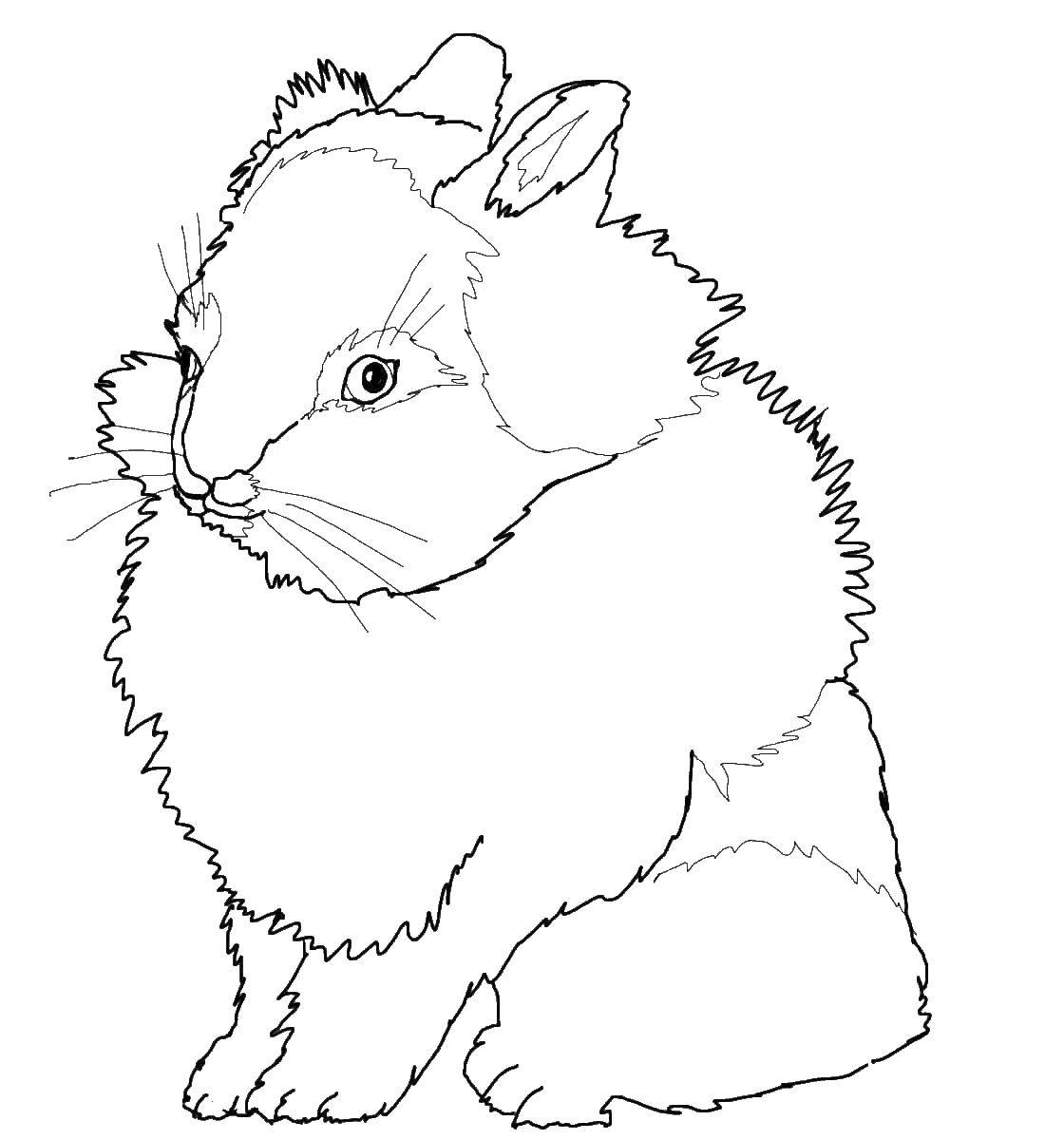 Название: Раскраска Пушистый кролик. Категория: кролик. Теги: кролик, заяц, пушистый.
