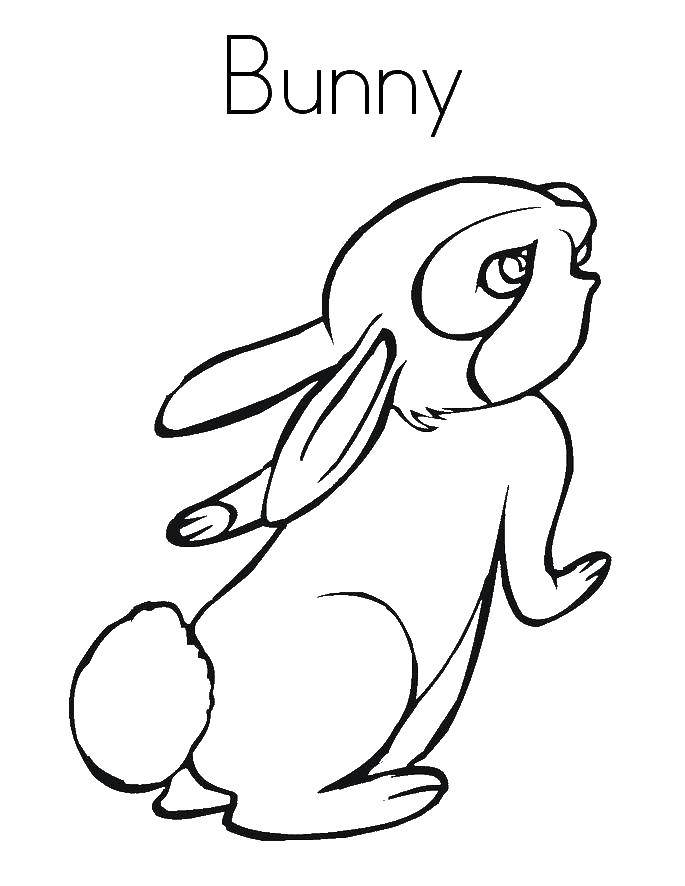 Coloring Funny rabbit stands on hind legs. Category the rabbit. Tags:  the rabbit.