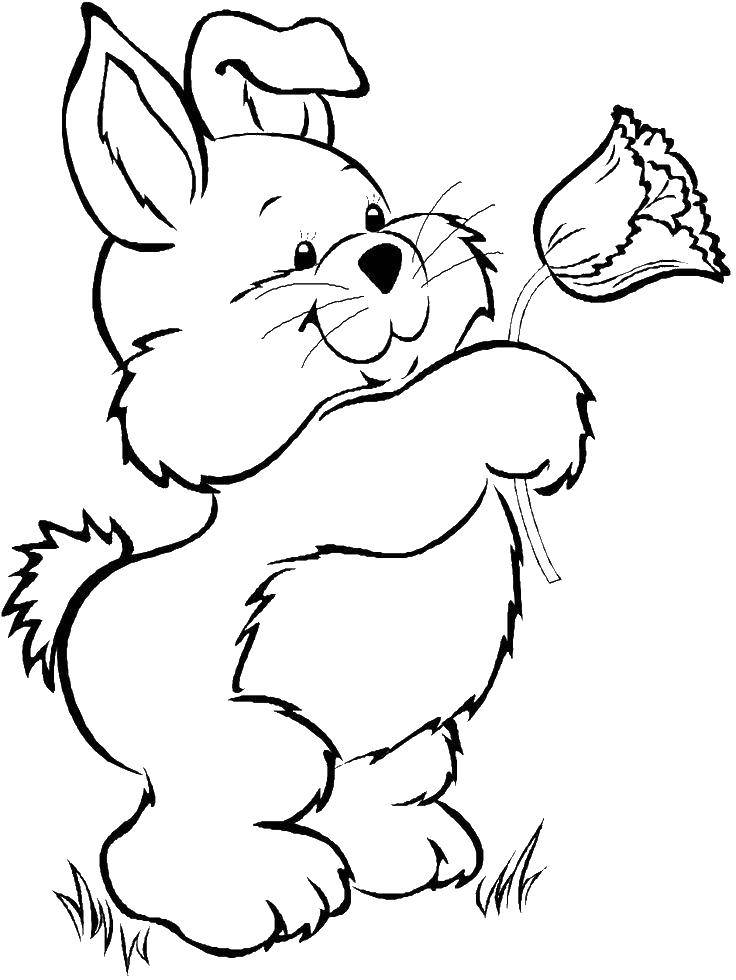 Coloring Bunny with a flower. Category Animals. Tags:  Animals, Bunny.