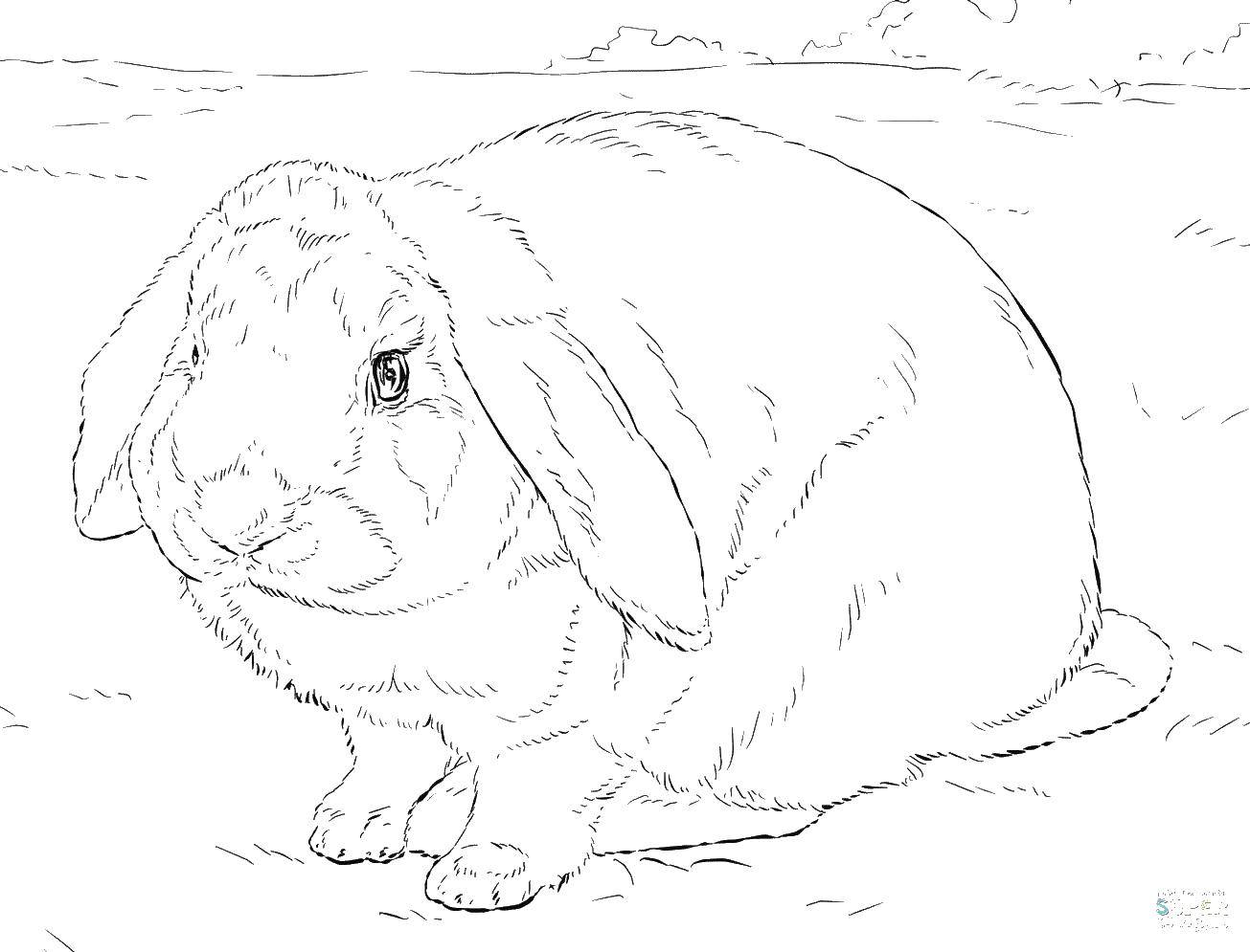 Coloring Chubby Bunny. Category Animals. Tags:  Animals, Bunny.