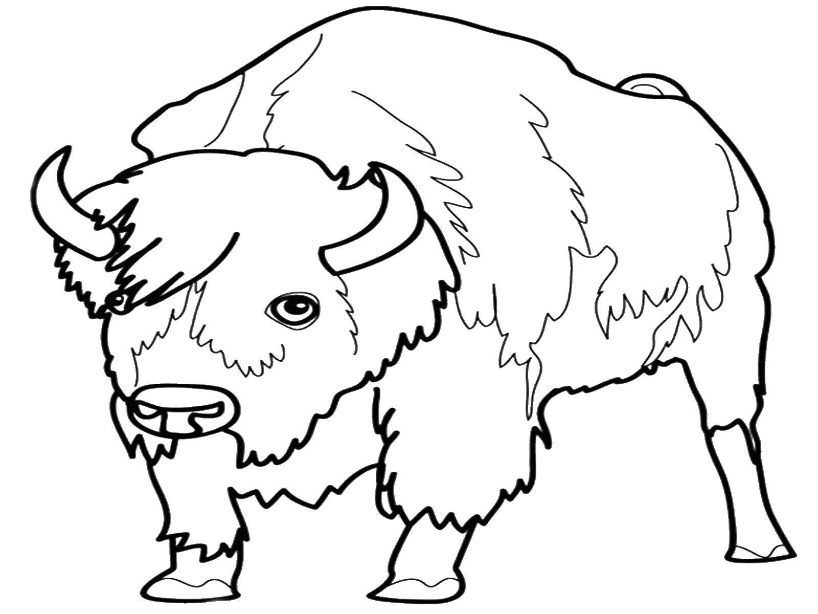 Coloring Bull. Category Animals. Tags:  Animals, bull.