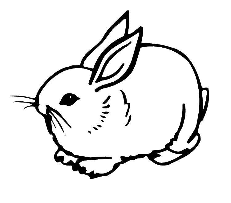 Название: Раскраска Кролик. Категория: кролик. Теги: Животные, зайчик.