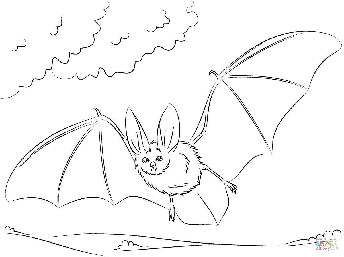Coloring Flying mouse. Category Animals. Tags:  Animals, bat.