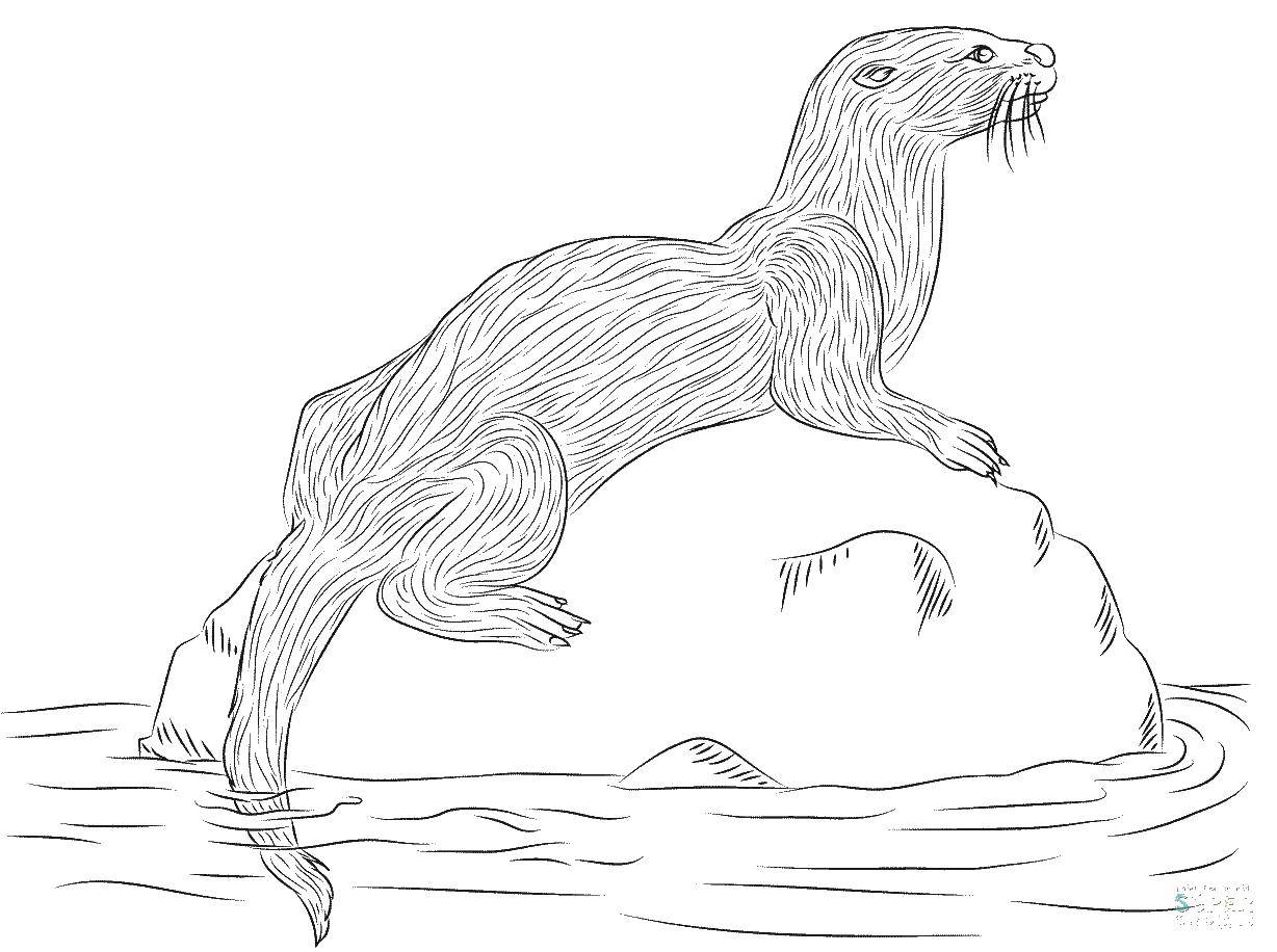 Coloring Otter. Category Animals. Tags:  Animals, otter.