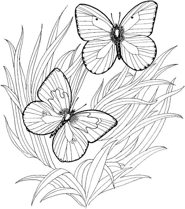 Название: Раскраска Бабочки. Категория: бабочки. Теги: бабочка.