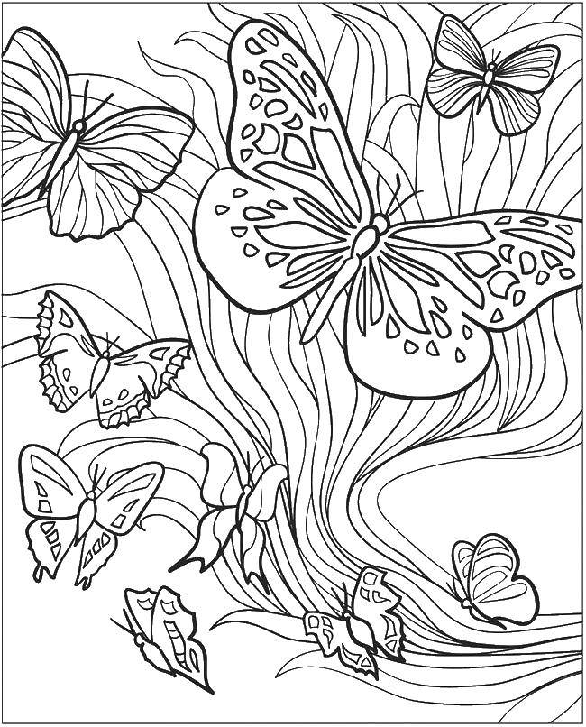 Название: Раскраска Бабочки. Категория: бабочки. Теги: бабочка.