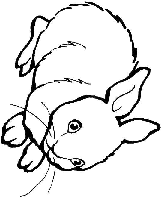 Coloring Bunny. Category the rabbit. Tags:  Animals, Bunny.