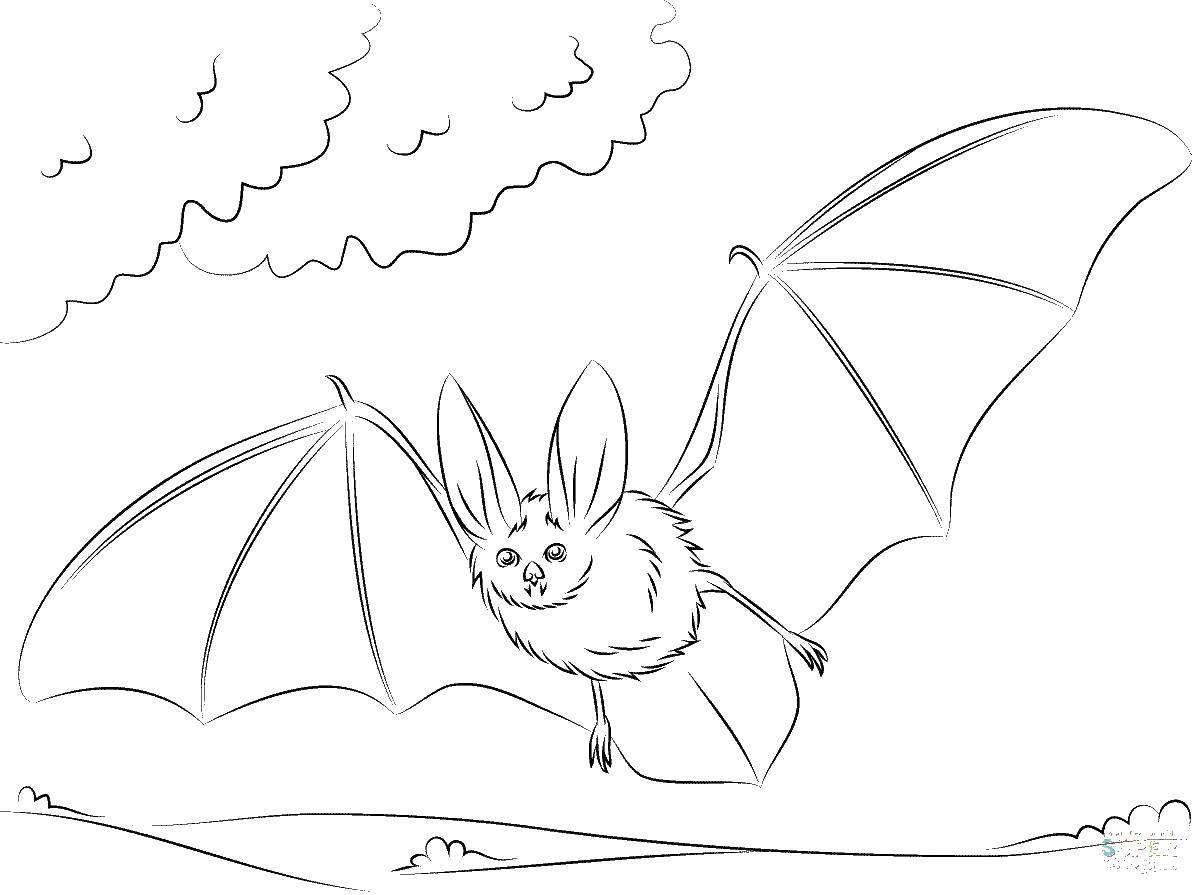 Coloring Flying mouse. Category Animals. Tags:  Animals, bat.