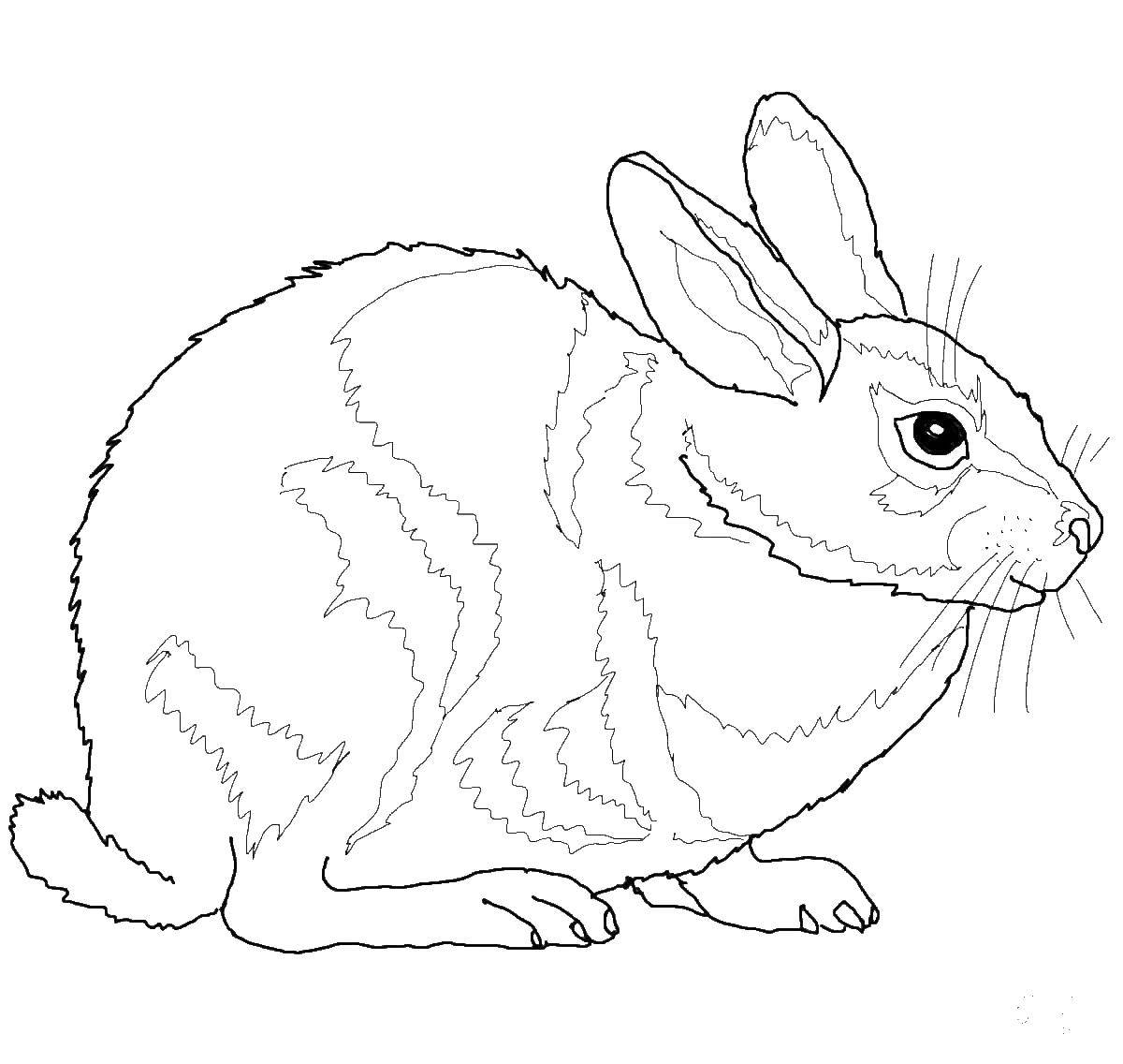 Coloring Hare. Category Animals. Tags:  Animals, Bunny.