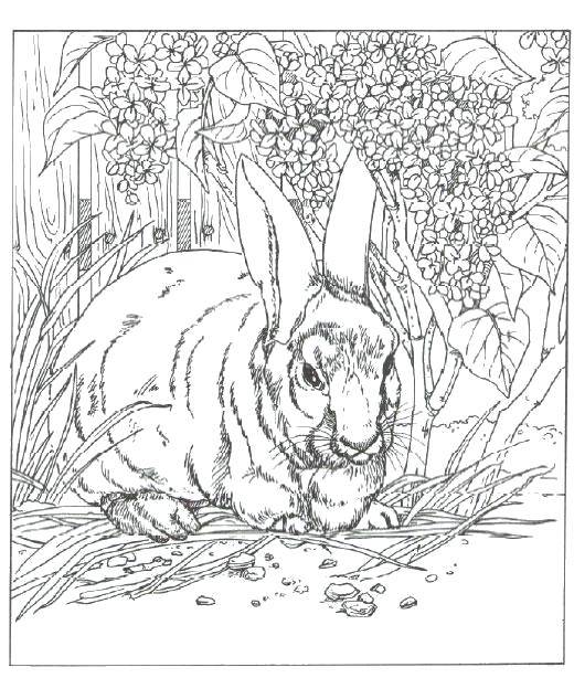 Coloring Bunny in the grass. Category Animals. Tags:  Animals, Bunny.