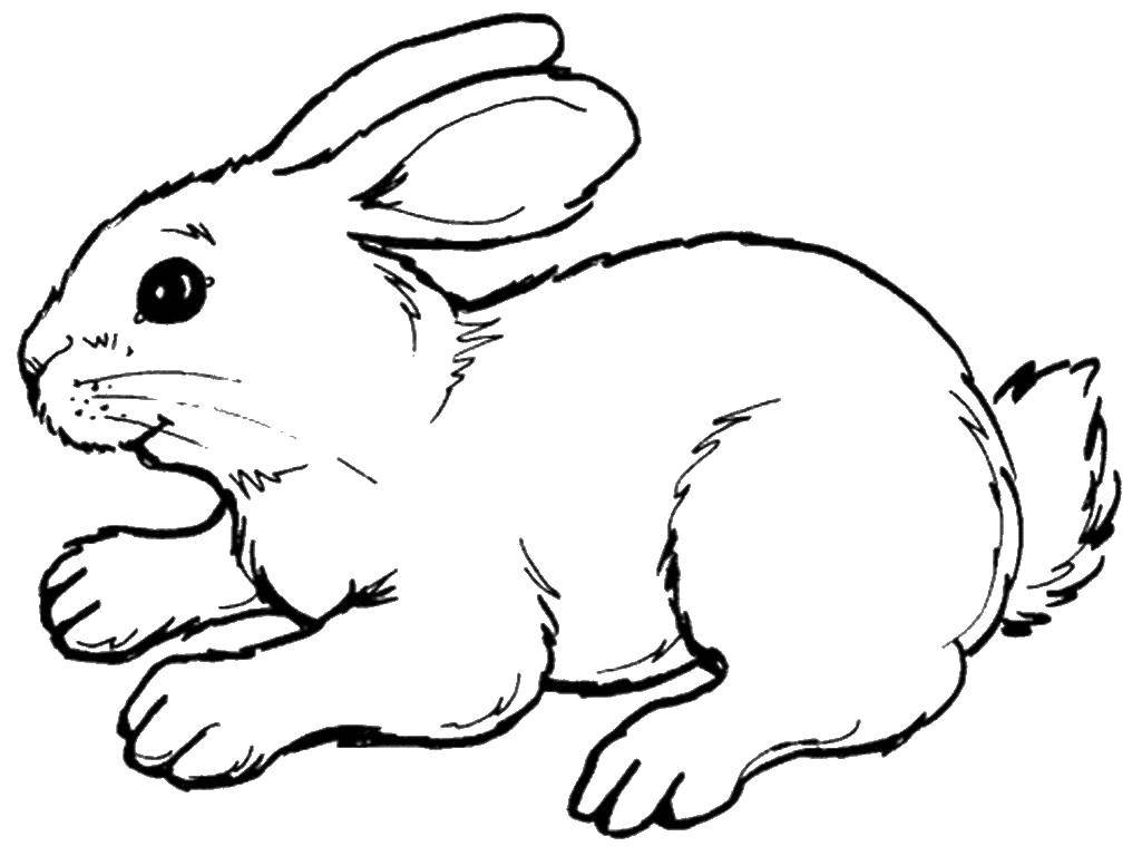 Coloring Honey Bunny. Category Animals. Tags:  Animals, Bunny.