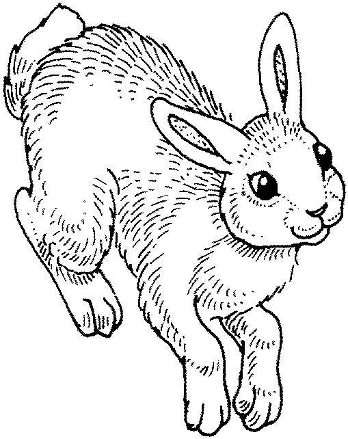 Coloring Hare. Category Animals. Tags:  Animals, Bunny.
