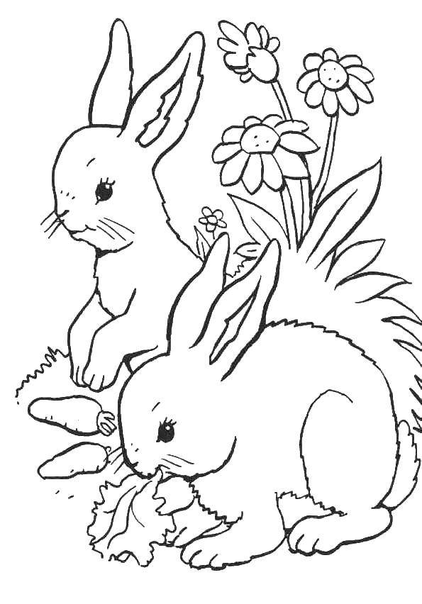 Coloring Rabbits. Category the rabbit. Tags:  rabbit, hare.