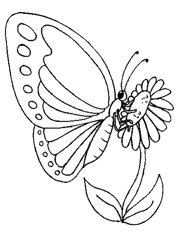 Coloring Butterfly on flower. Category butterflies. Tags:  butterfly.