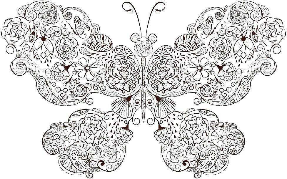 Coloring Butterfly. Category patterns. Tags:  butterfly.