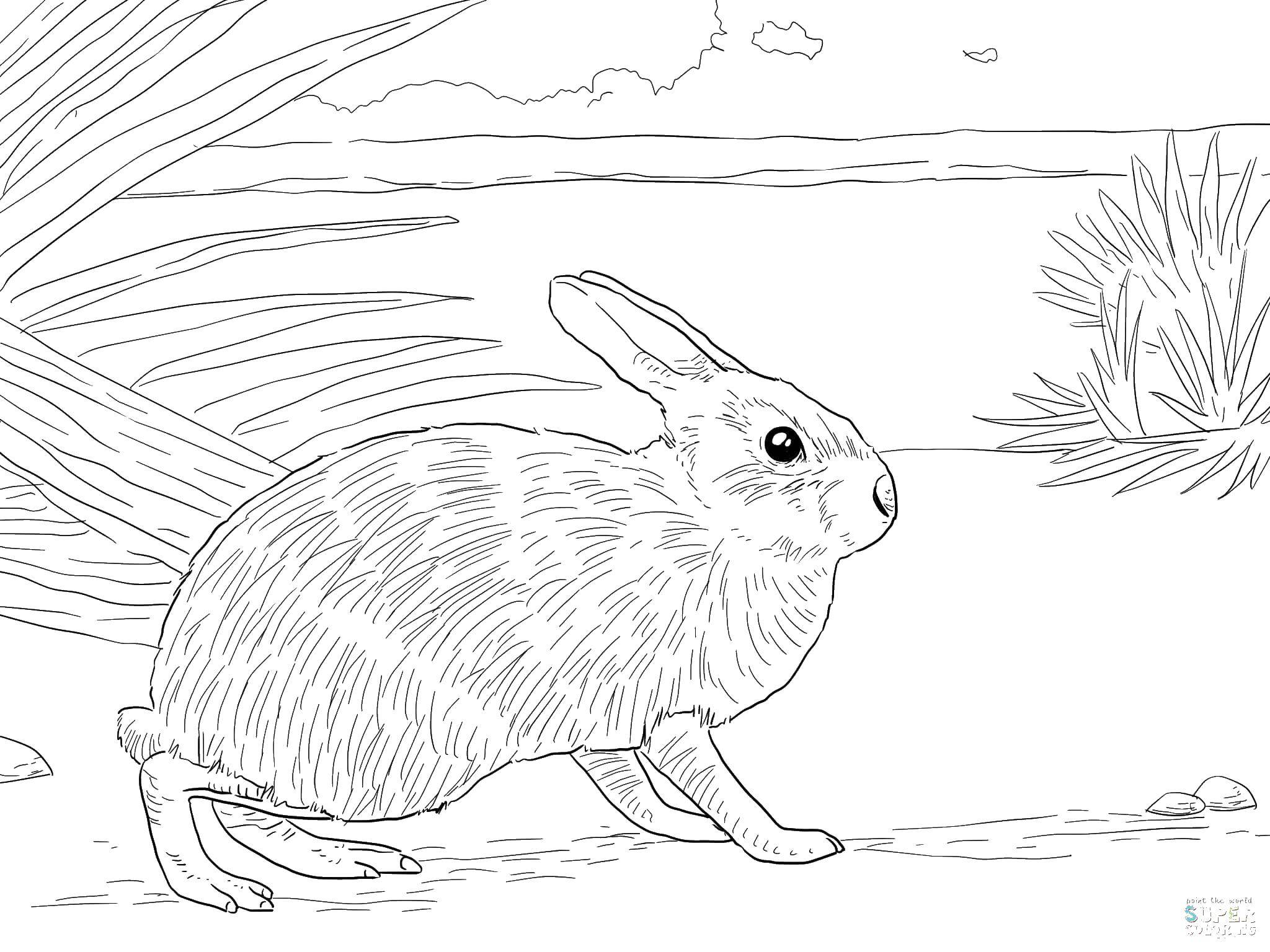 Coloring Bunny in field. Category the rabbit. Tags:  field, rabbit.
