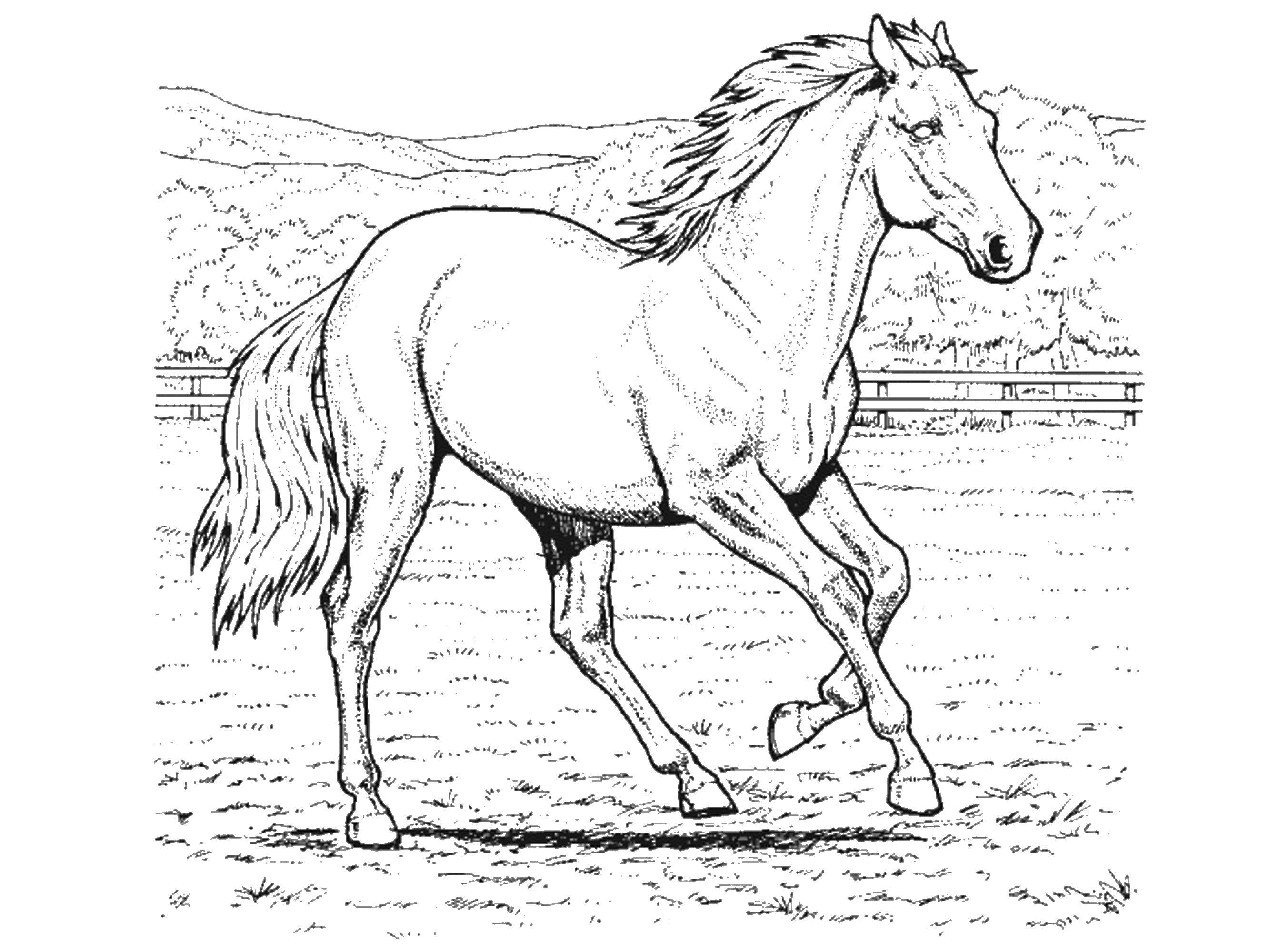 Название: Раскраска Лошадь бежит. Категория: домашние животные. Теги: лошадь.