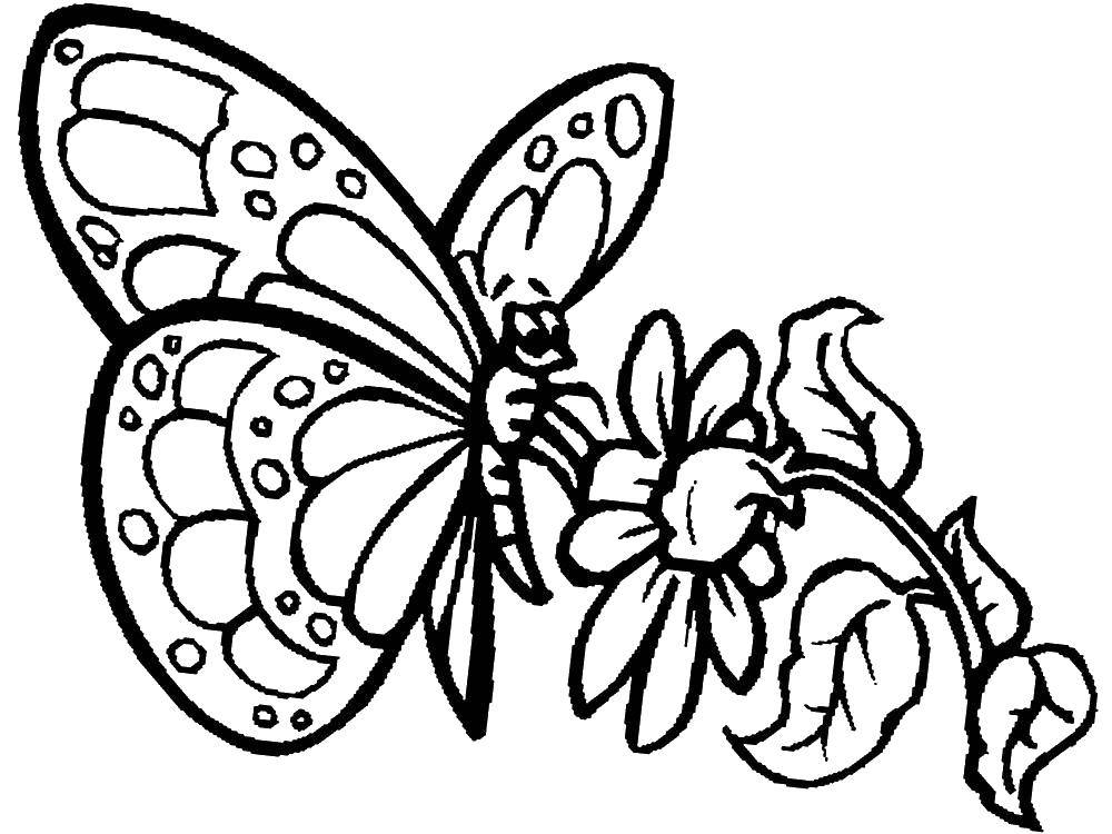 Название: Раскраска Бабочка на цветке. Категория: бабочки. Теги: бабочка.