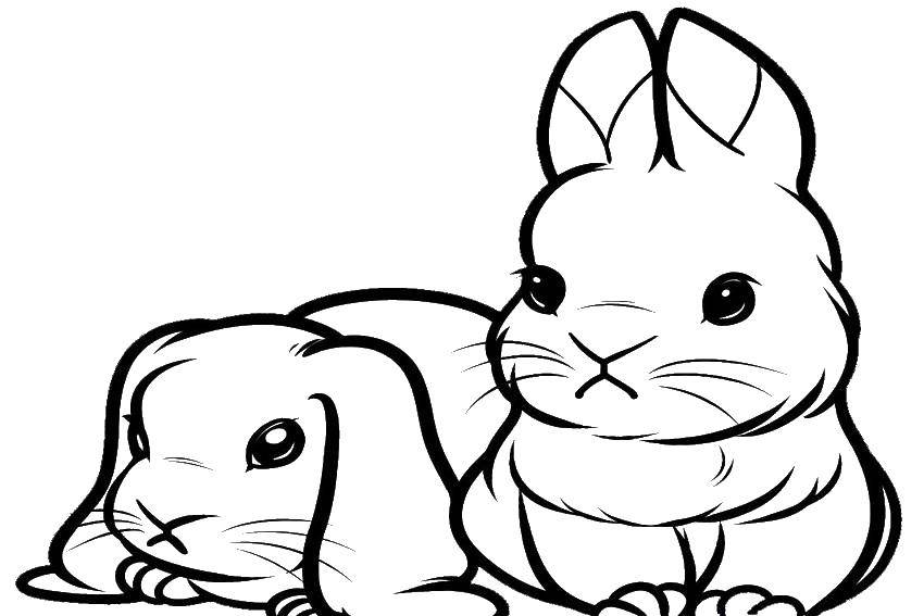 Coloring Two rabbits. Category the rabbit. Tags:  rabbit ears.