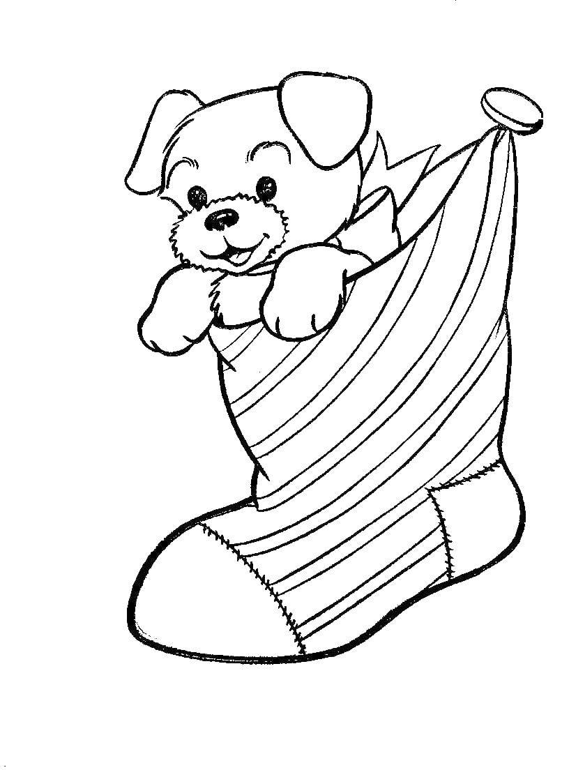 Название: Раскраска Собака в носке. Категория: рождество. Теги: собака, носки.