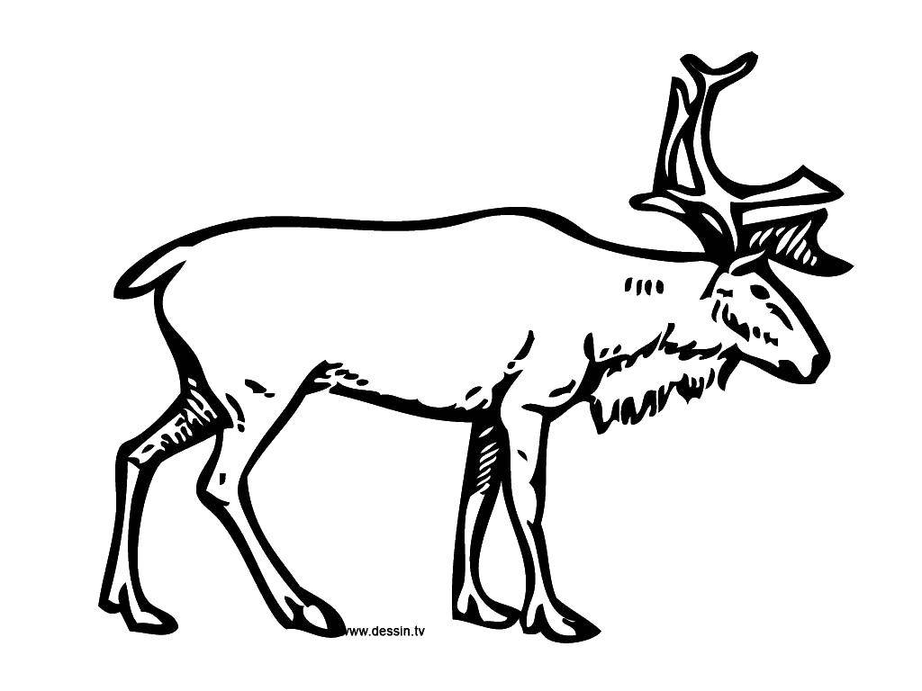 Coloring Deer. Category Animals. Tags:  animals, deer.