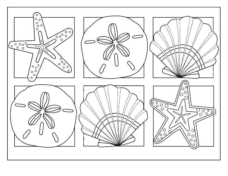 Coloring Seashells and starfish. Category coloring. Tags:  underwater world, shells, starfish.