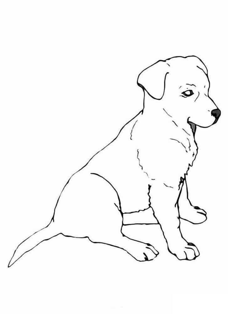 Coloring Puppy. Category Pets allowed. Tags:  puppy .