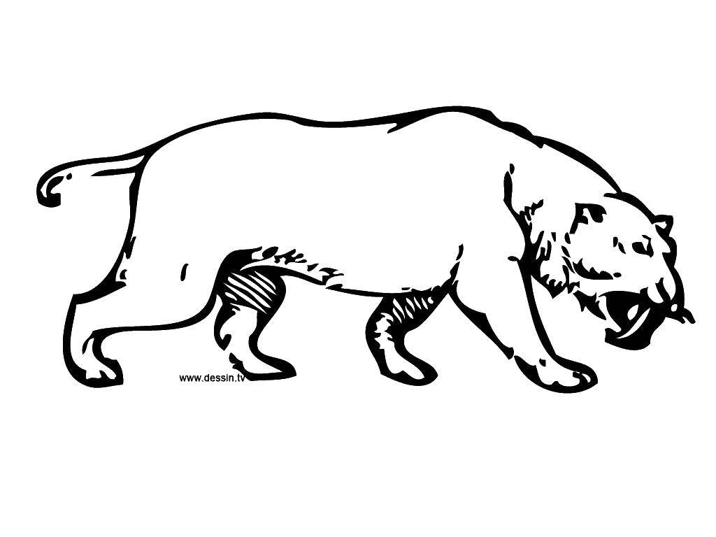 Coloring Saber-toothed tiger. Category Animals. Tags:  animals, saber-toothed tiger.