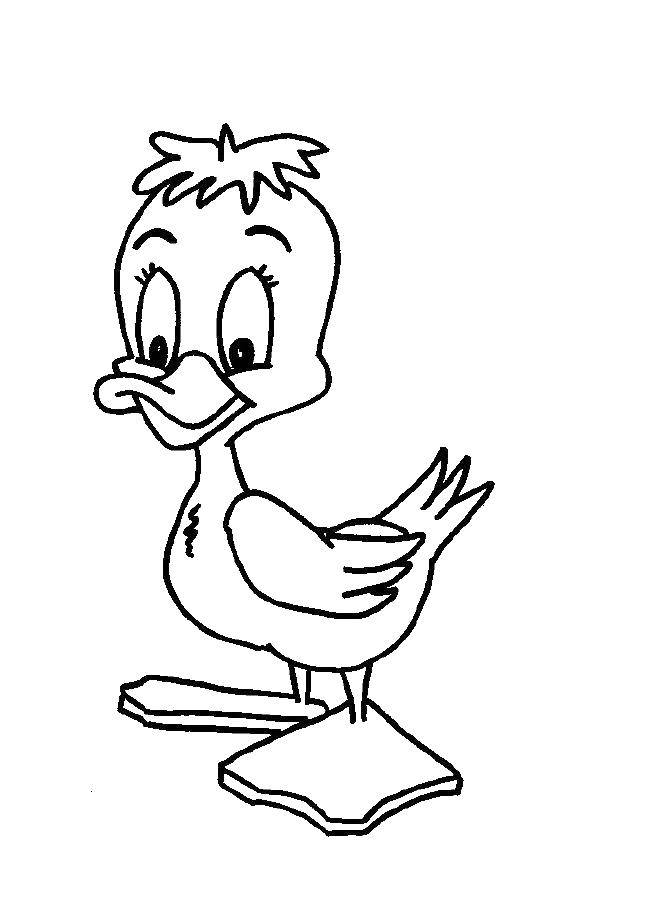 Coloring Duck. Category Animals. Tags:  animals, duck.