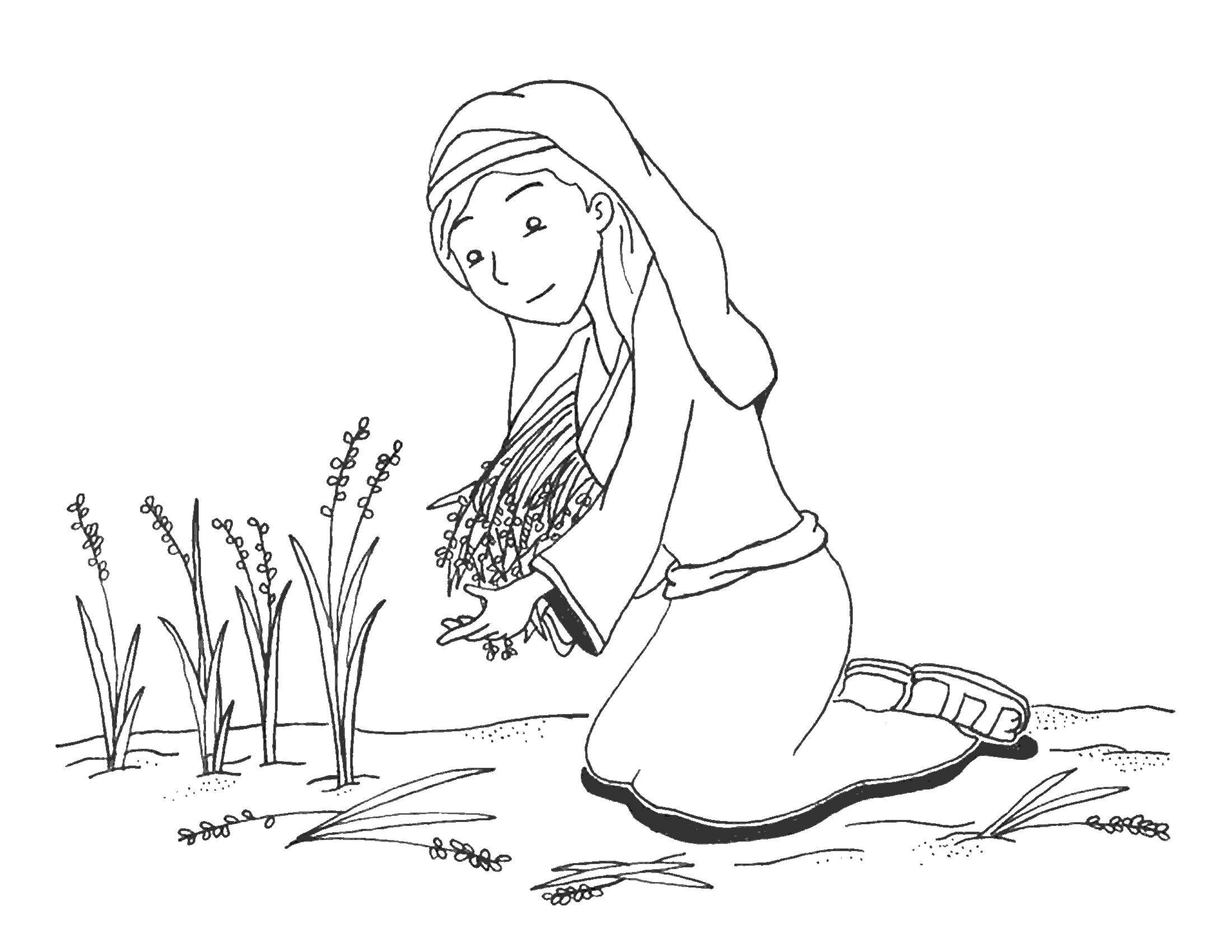 Название: Раскраска Девушка собирает урожай. Категория: библия. Теги: девушка, люди.