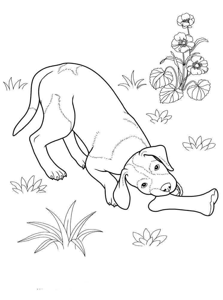 Название: Раскраска Собака на полянке грызет косточку. Категория: домашние животные. Теги: собака, кость, полянка.