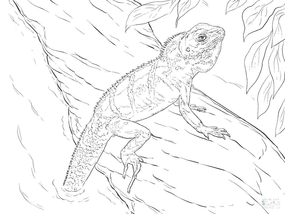 Coloring Lizard. Category Animals. Tags:  animals, lizard.
