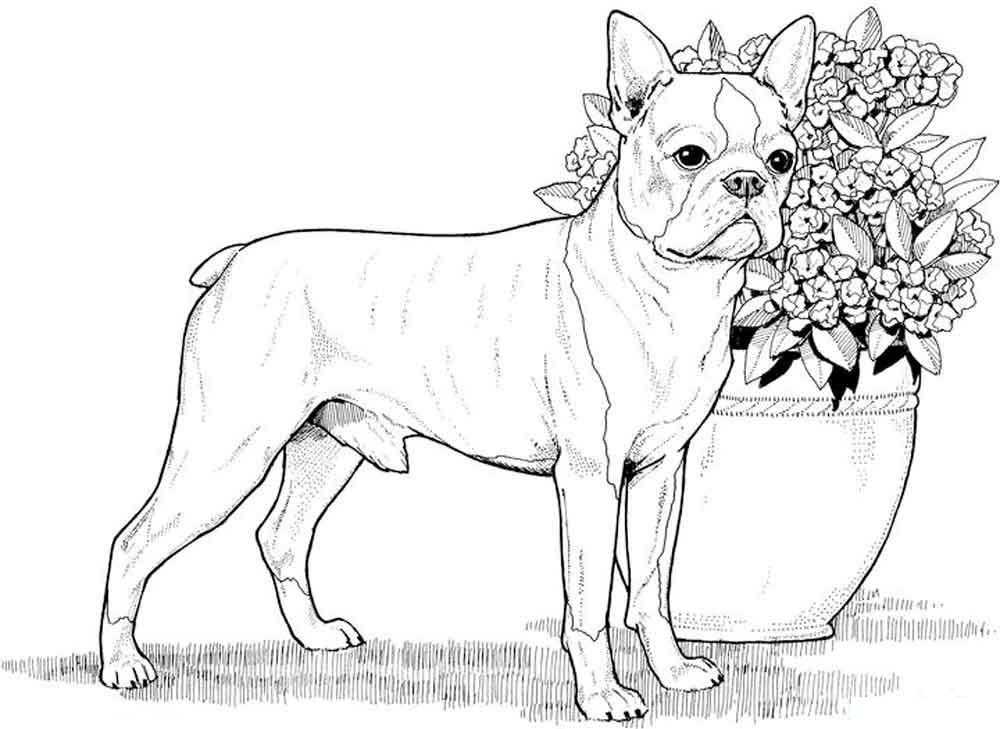 Название: Раскраска Пес и клумба с цветами. Категория: домашние животные. Теги: собака, клумбы, цветы.