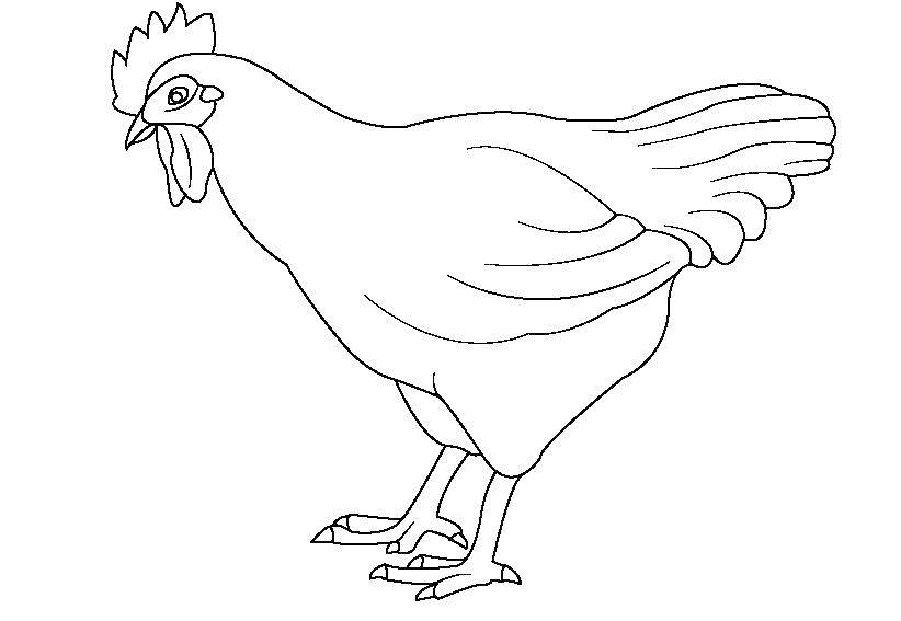 Coloring Chicken. Category birds. Tags:  poultry, chicken.