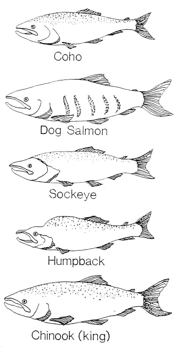 Название: Раскраска Разные рыбы. Категория: рыбы. Теги: рыба, лосось.