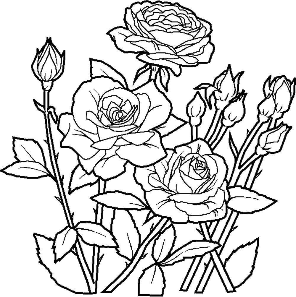 Coloring Roses. Category flowers. Tags:  flowers, roses.