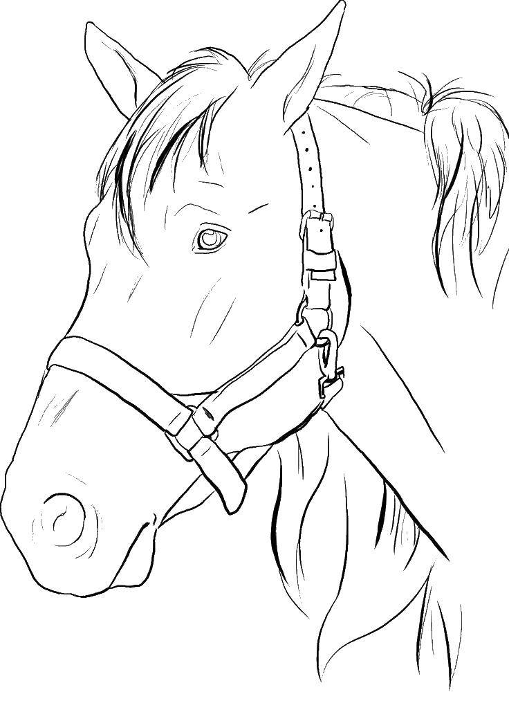 Раскраска Голова лошади — Раскраски для детей печать онлайн