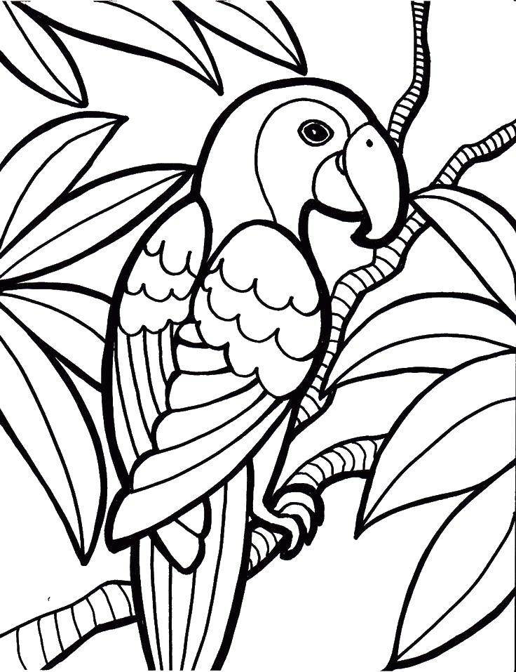 Coloring Parrot. Category birds. Tags:  birds, parrot.