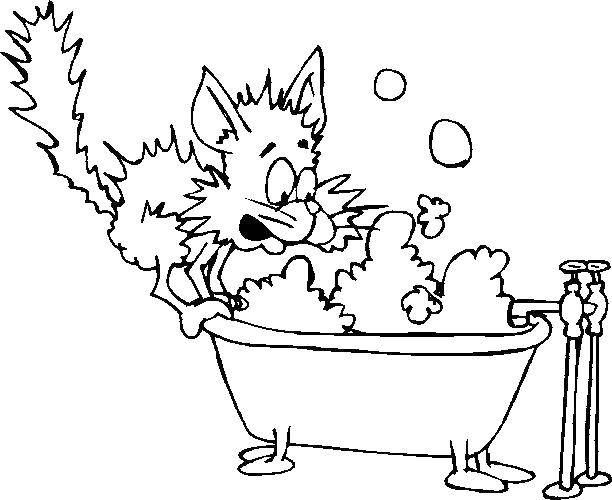 Название: Раскраска Кот не хочет упасть в воду. Категория: Ванная комната. Теги: ванная.