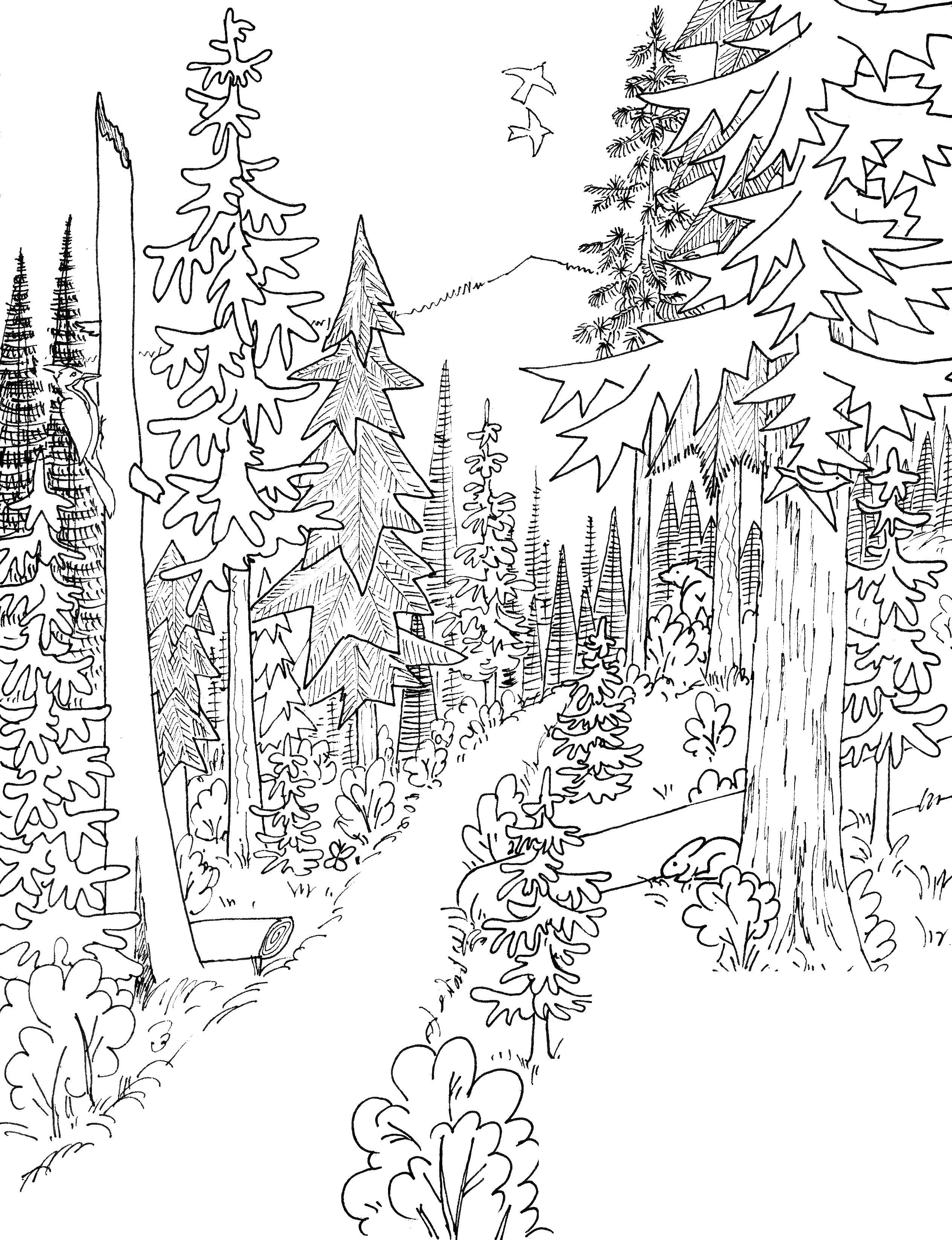 Раскраска Белка в лесу – Развивающие иллюстрации