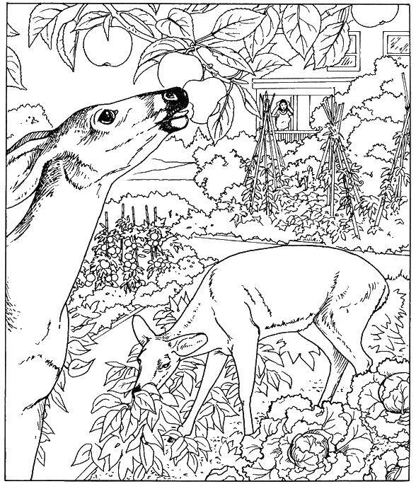 Coloring Deer in the garden. Category nature. Tags:  deer, grass, cabbage, leaves, house.