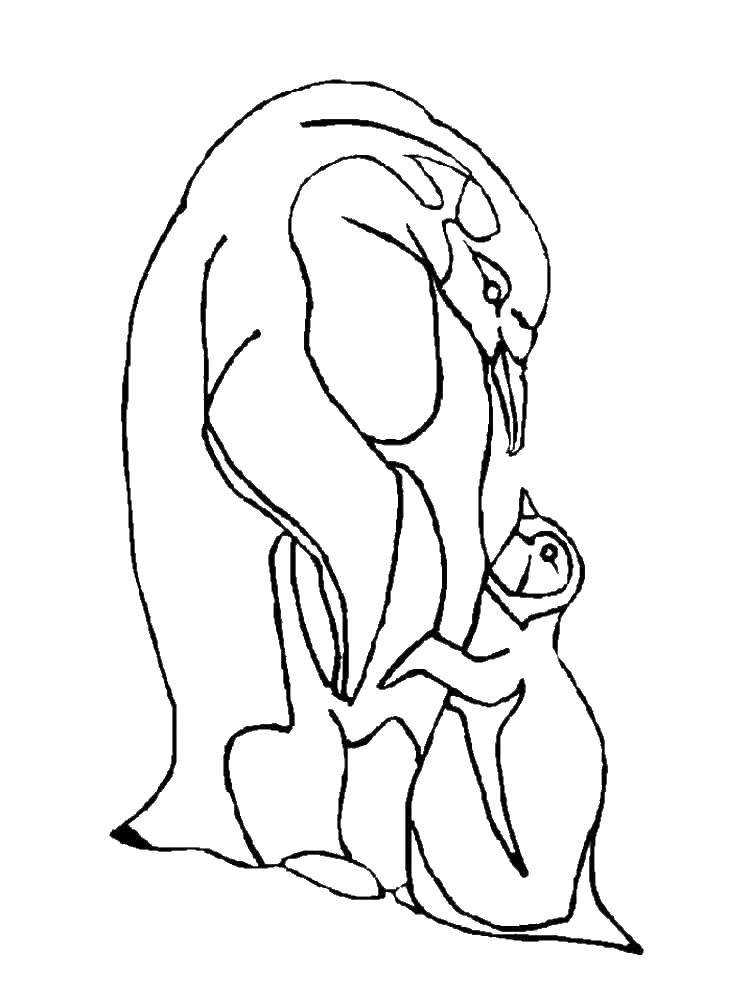 Опис: розмальовки  Пінгвінчик і його мама. Категорія: пінгвін. Теги:  тварини, пінгвіни.